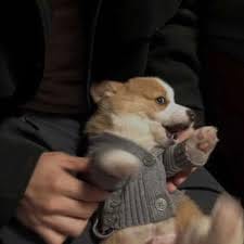 Nguyễn Thảo Nguyên avatar